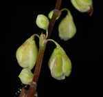 Fringed black bindweed